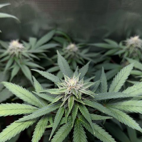 Jack Herer growlog timeline photo