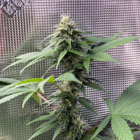 Jack Herer growlog timeline photo