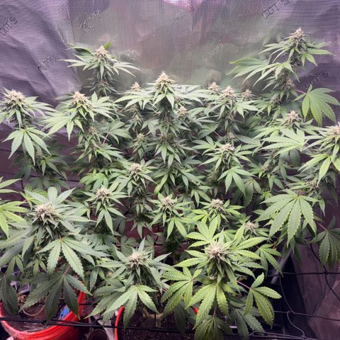 Jack Herer growlog timeline photo