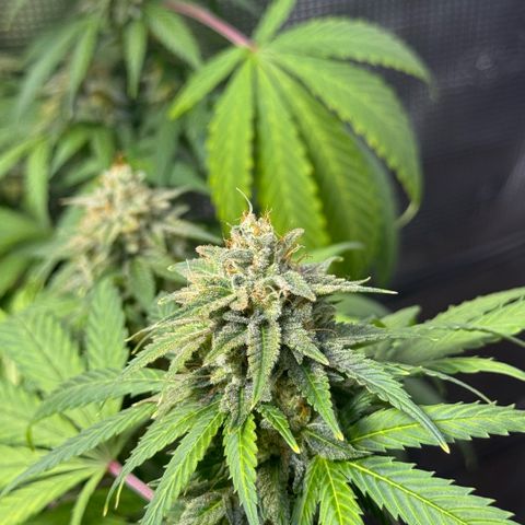 Jack Herer growlog timeline photo