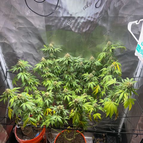 Jack Herer growlog timeline photo