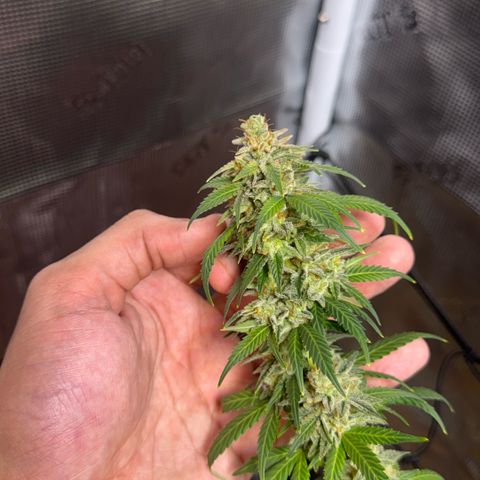 Jack Herer growlog timeline photo