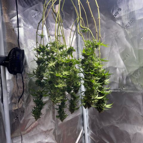 Jack Herer growlog timeline photo