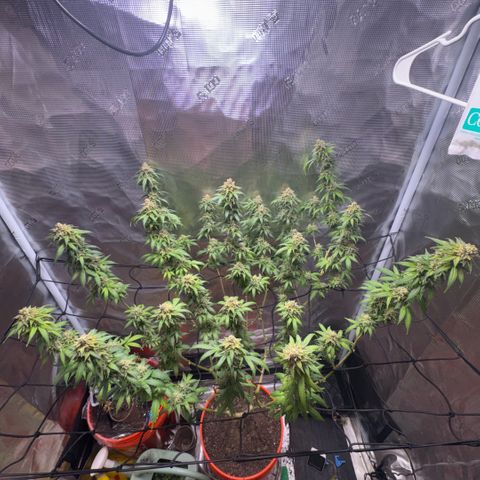 Jack Herer growlog timeline photo
