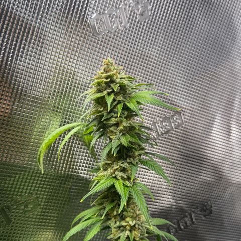 Jack Herer growlog timeline photo