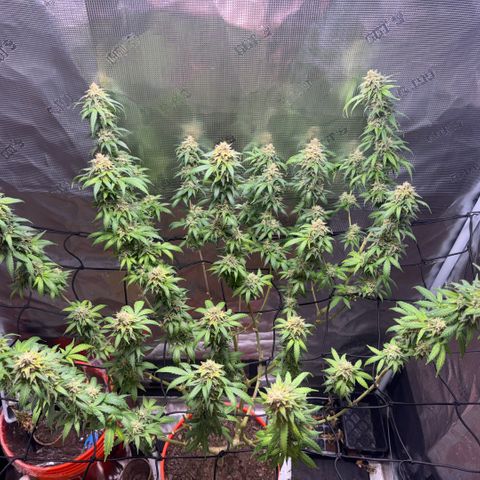 Jack Herer growlog timeline photo