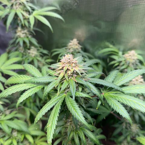 Jack Herer growlog timeline photo