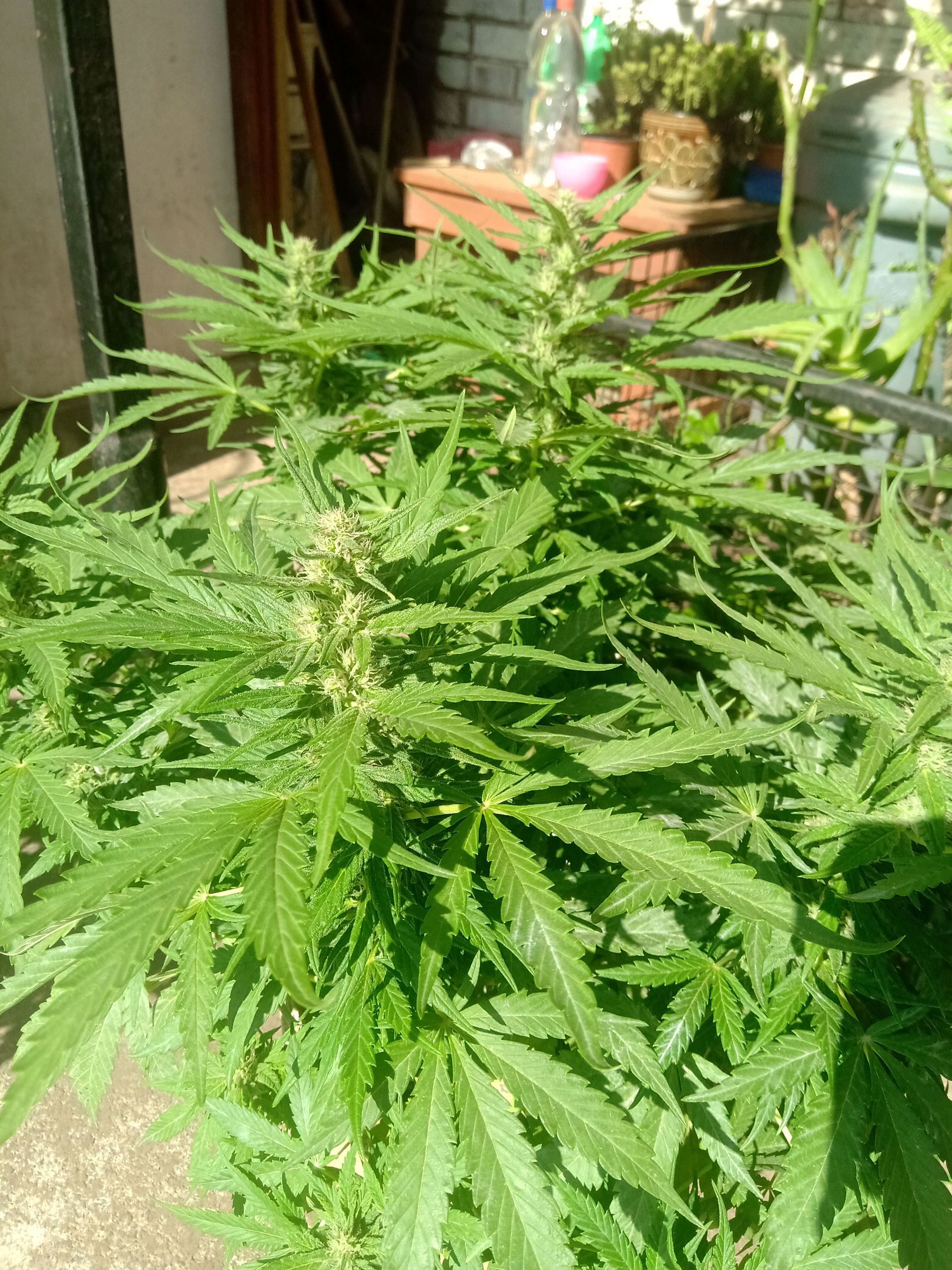 Banana Beach growlog header