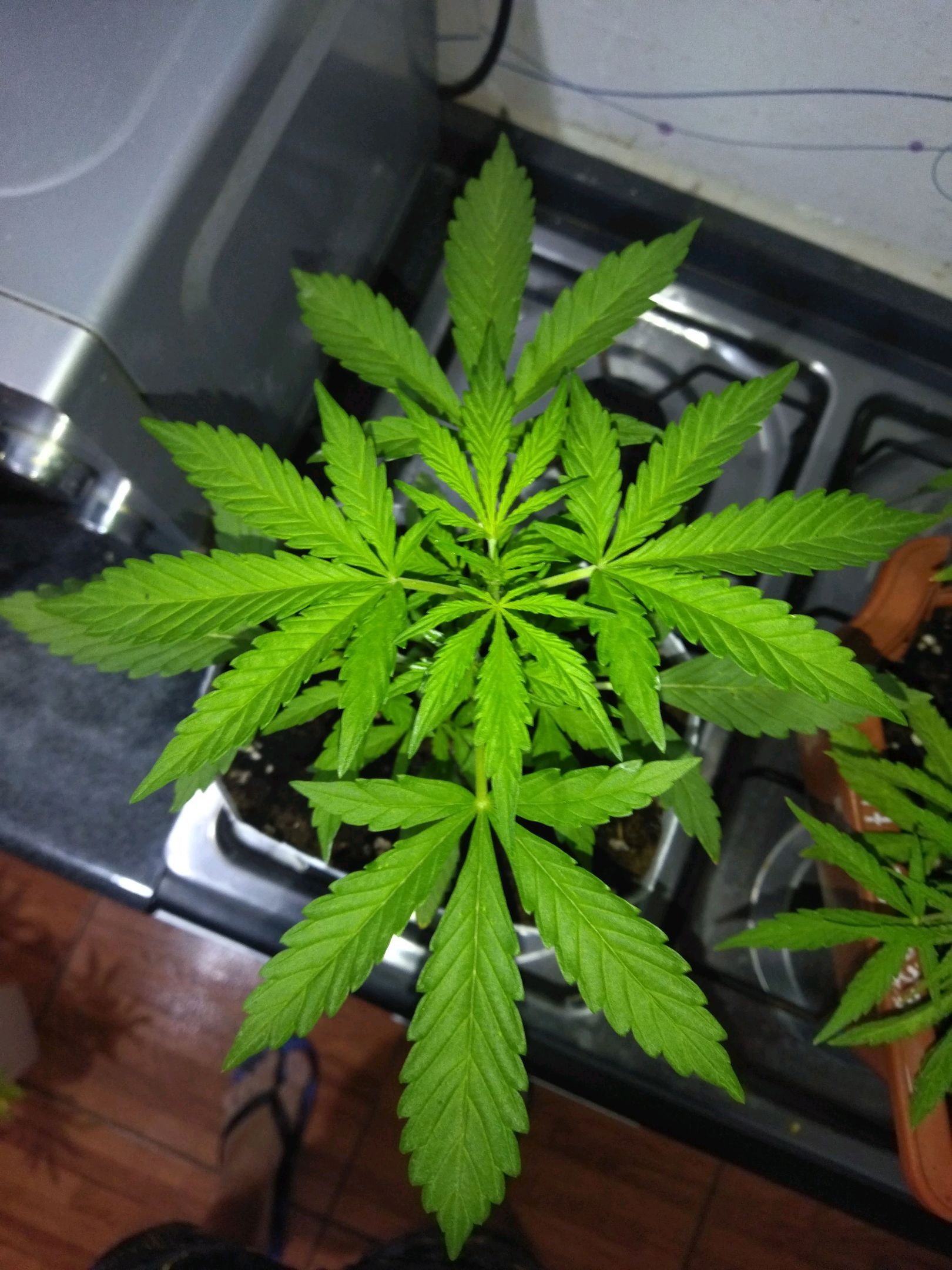 Gorilla Glue Auto growlog header