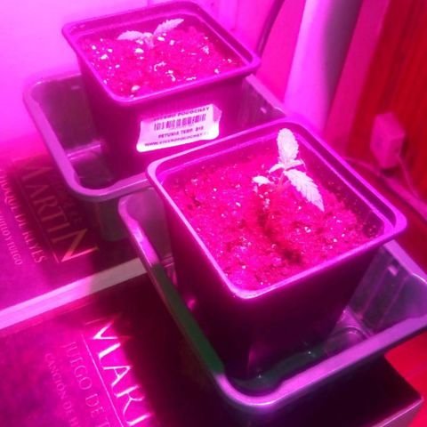 Banana Beach growlog photo