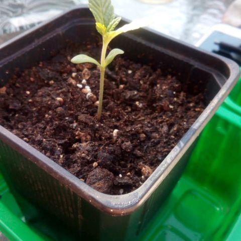 Banana Beach growlog photo