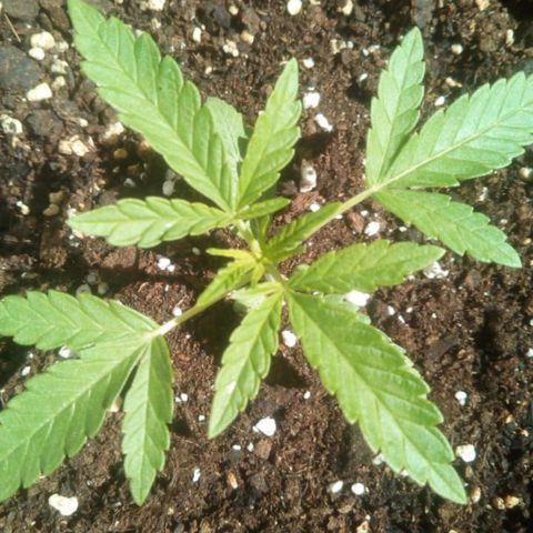 Banana Beach growlog photo