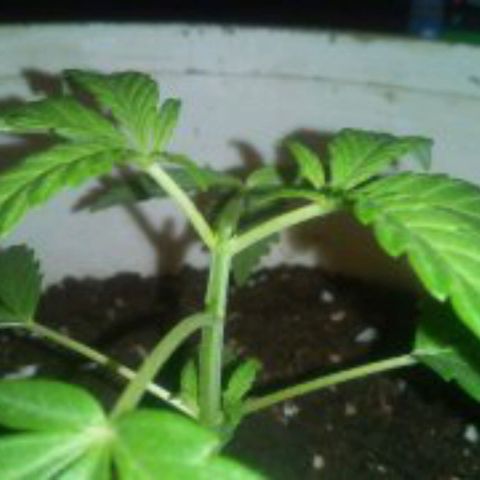 Banana Beach growlog photo