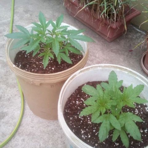 Banana Beach growlog photo: Poda de bajos 