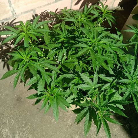 Banana Beach growlog timeline photo