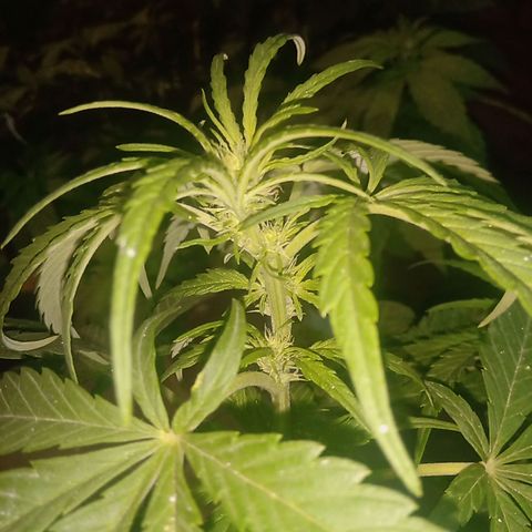 Banana Beach growlog timeline photo