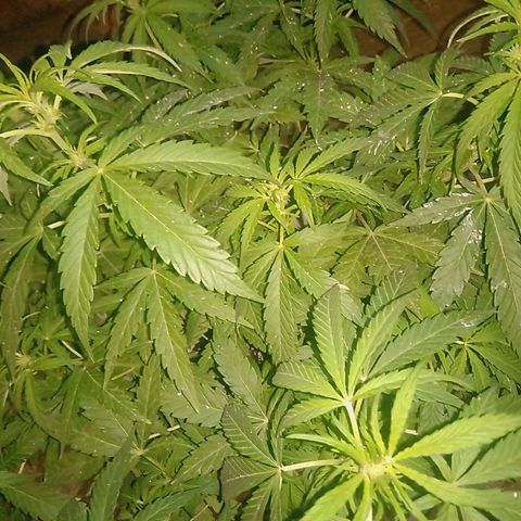 Banana Beach growlog timeline photo