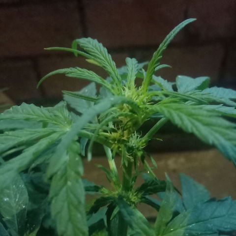 Banana Beach growlog timeline photo