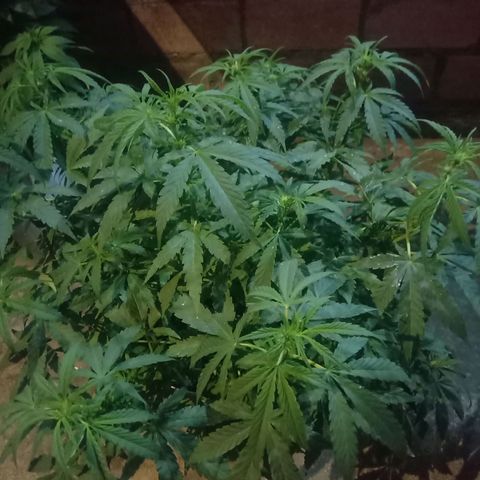 Banana Beach growlog timeline photo