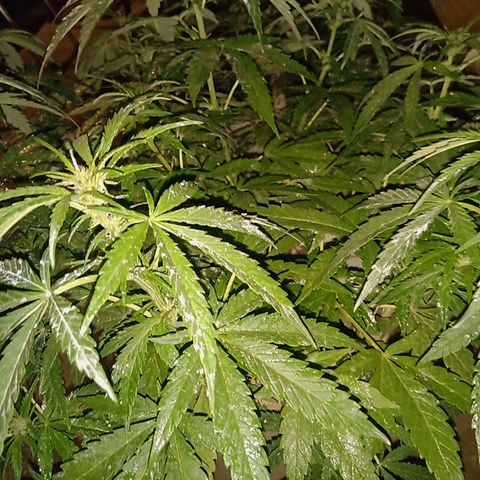 Banana Beach growlog photo: Tierra de diatomeas espolvoreada