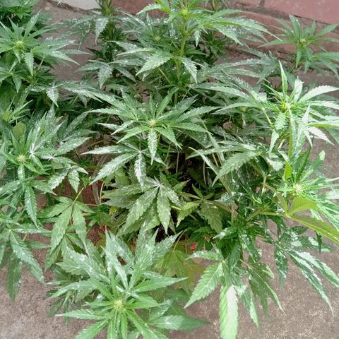 Banana Beach growlog timeline photo