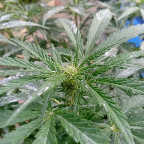 Banana Beach growlog timeline photo