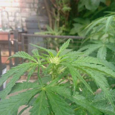 Banana Beach growlog timeline photo