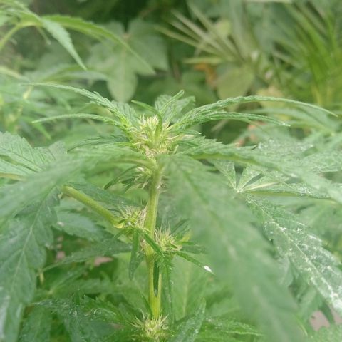 Banana Beach growlog timeline photo