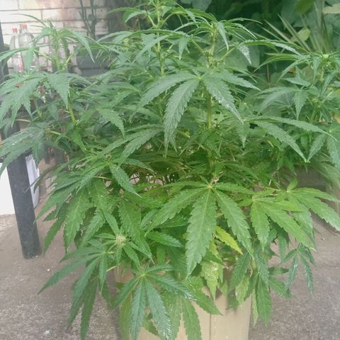 Banana Beach growlog timeline photo