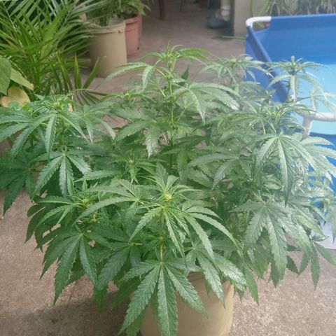 Banana Beach growlog timeline photo