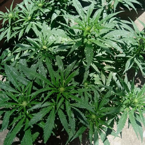 Banana Beach growlog timeline photo