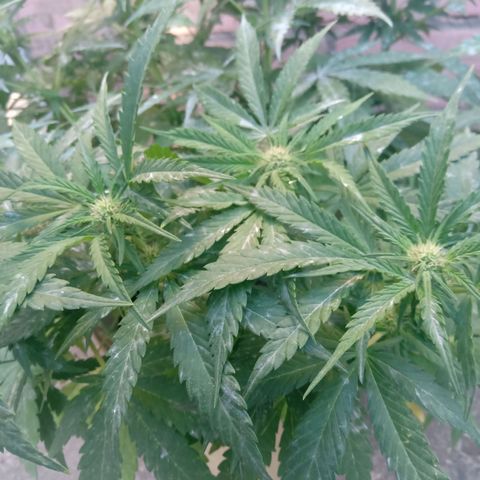 Banana Beach growlog timeline photo