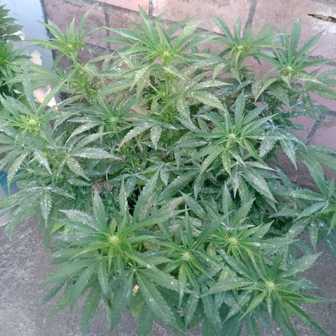 Banana Beach growlog timeline photo