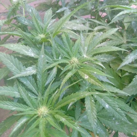 Banana Beach growlog timeline photo