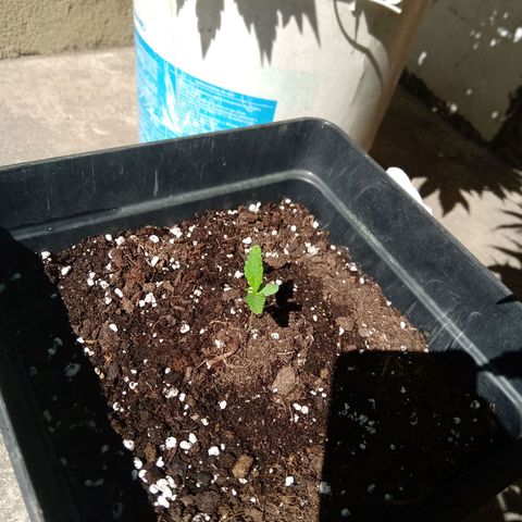 Sweet Madness growlog timeline photo