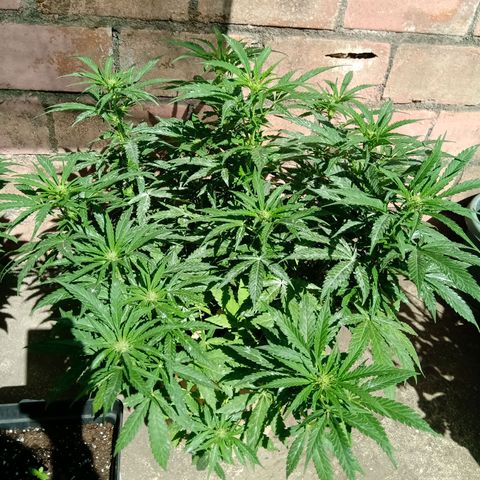 Banana Beach growlog timeline photo