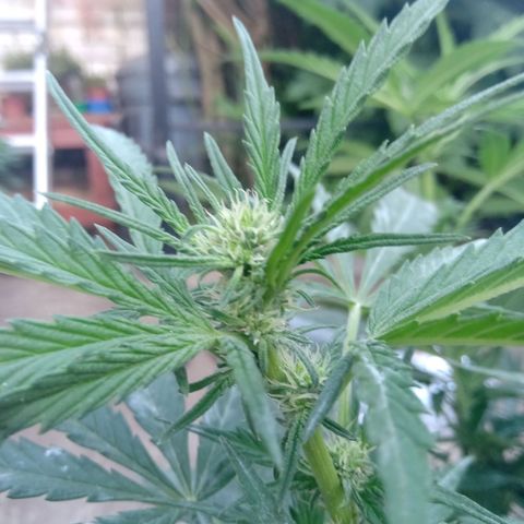 Banana Beach growlog timeline photo