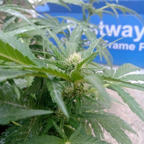 Banana Beach growlog timeline photo