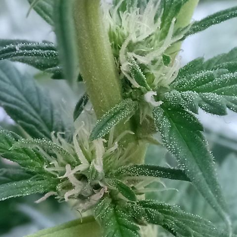 Banana Beach growlog timeline photo