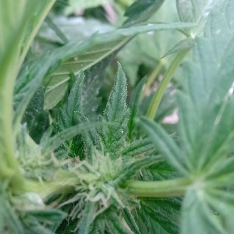 Banana Beach growlog timeline photo