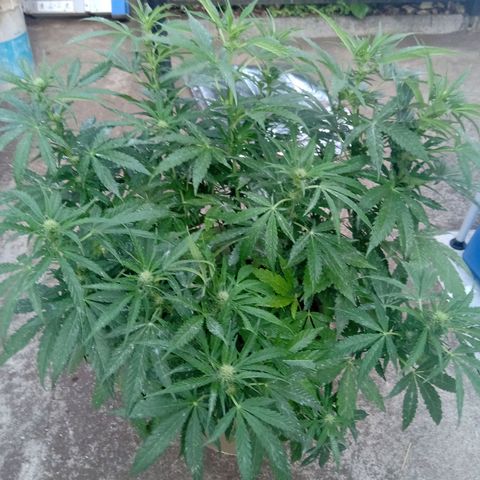 Banana Beach growlog timeline photo