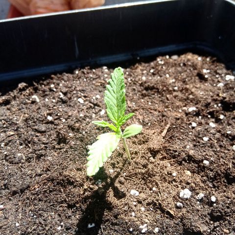 Sweet Madness growlog timeline photo