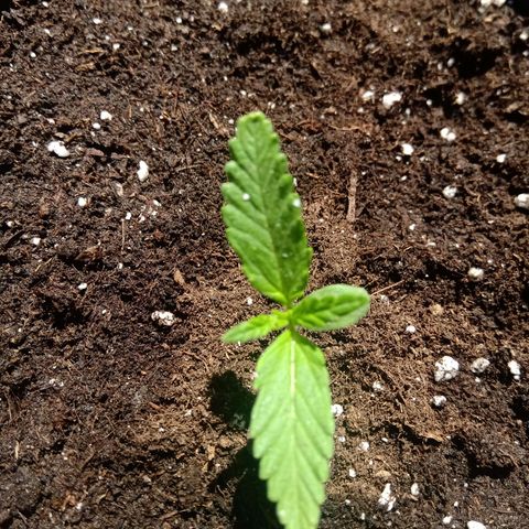 Sweet Madness growlog timeline photo