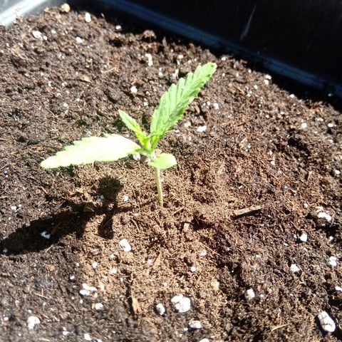 Sweet Madness growlog timeline photo