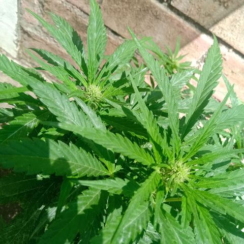 Banana Beach growlog timeline photo