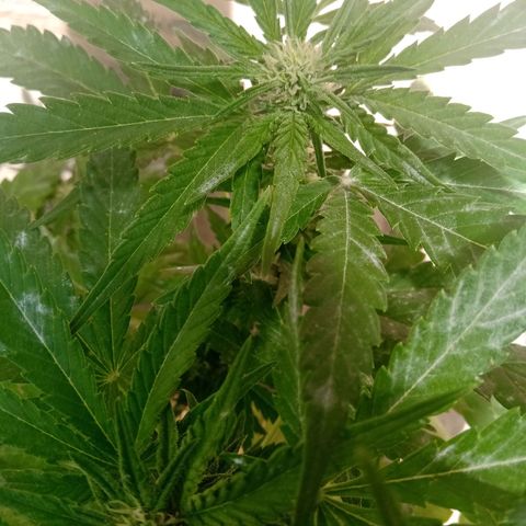 Banana Beach growlog timeline photo