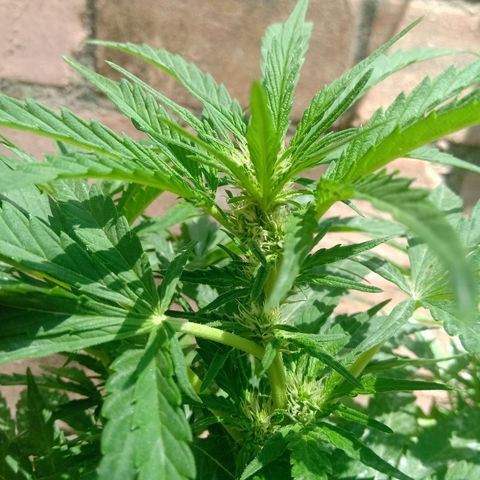 Banana Beach growlog timeline photo