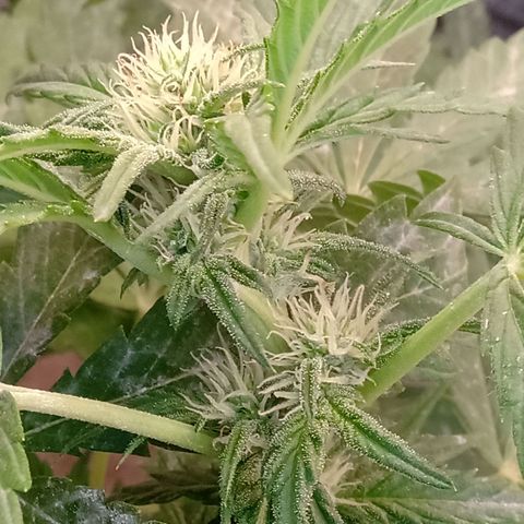 Banana Beach growlog timeline photo