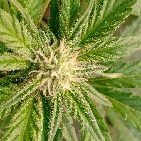 Banana Beach growlog timeline photo