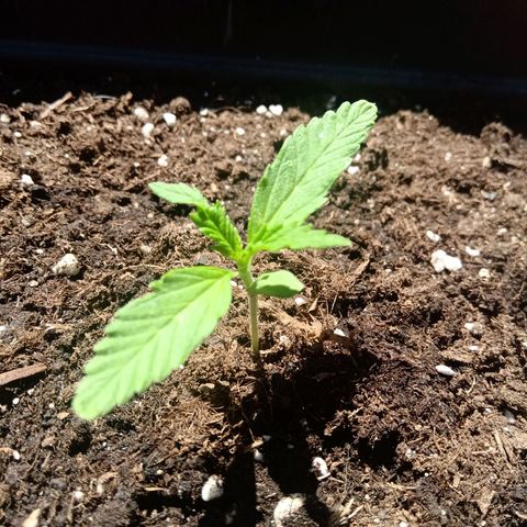 Sweet Madness growlog timeline photo